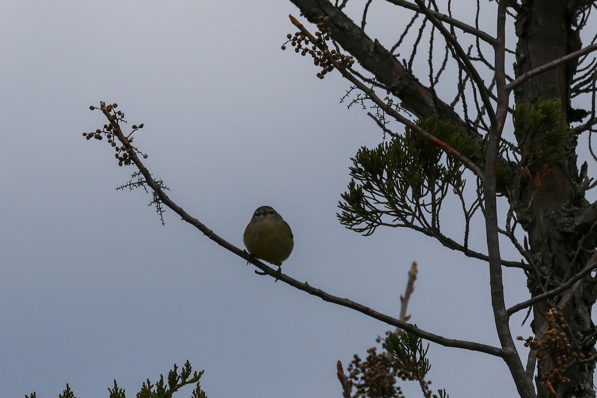 Orange-crowned Warbler - ML645223539