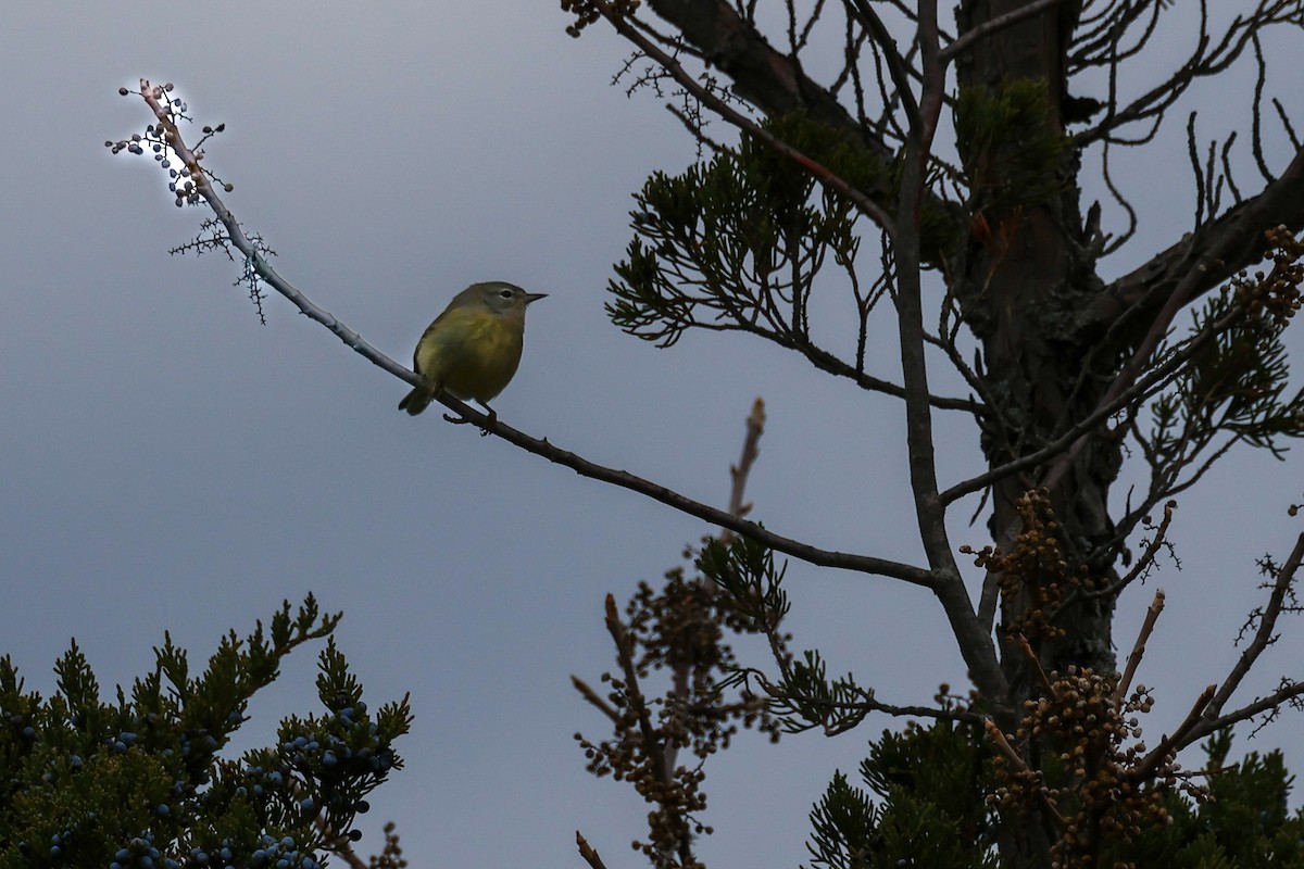 Orange-crowned Warbler - ML645223540