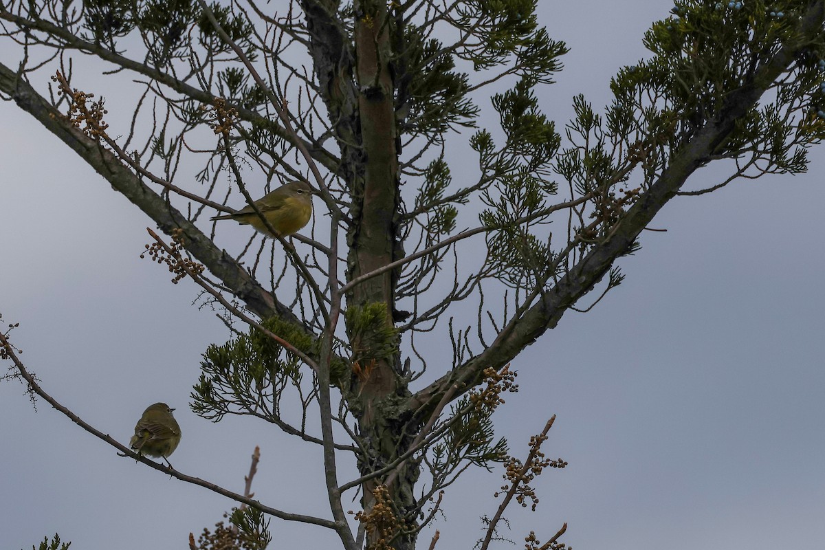 Orange-crowned Warbler - ML645223541