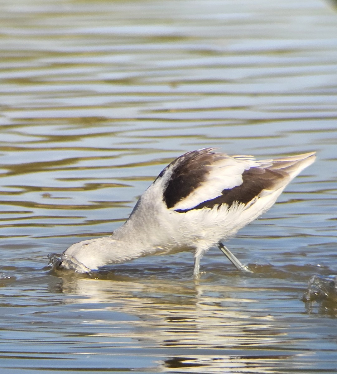 American Avocet - ML645223544