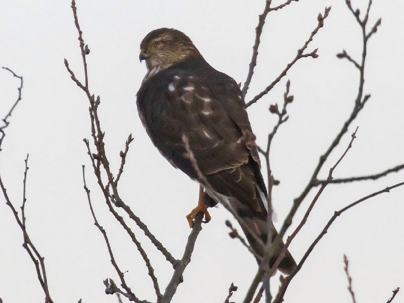 Sharp-shinned Hawk - ML645223561