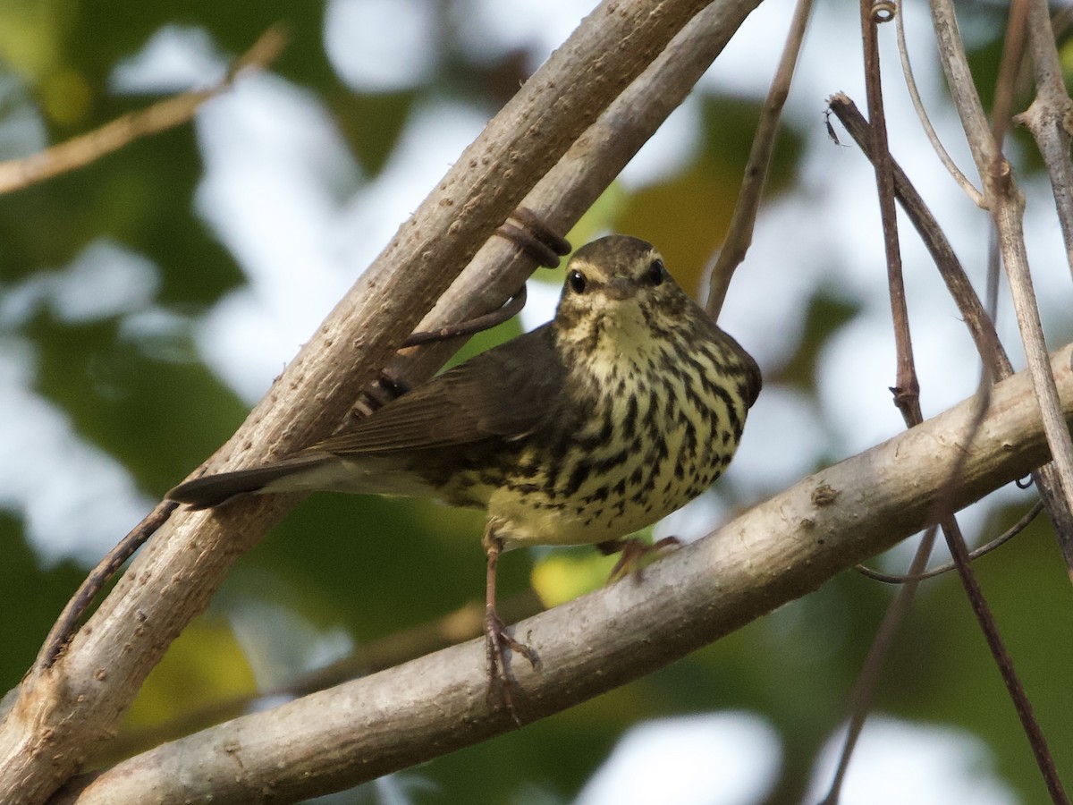 Northern Waterthrush - ML645223563