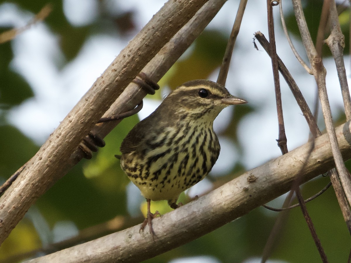 Northern Waterthrush - ML645223564
