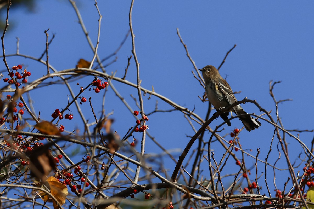 Yellow-rumped Warbler (Myrtle) - ML645223570