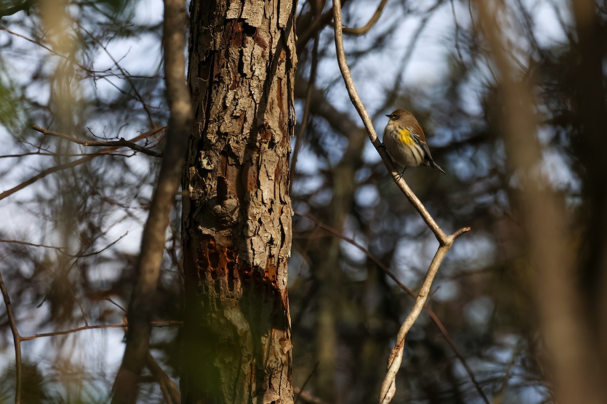 Yellow-rumped Warbler (Myrtle) - ML645223571