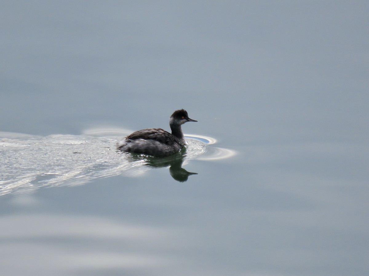 potápka černokrká - ML645223587