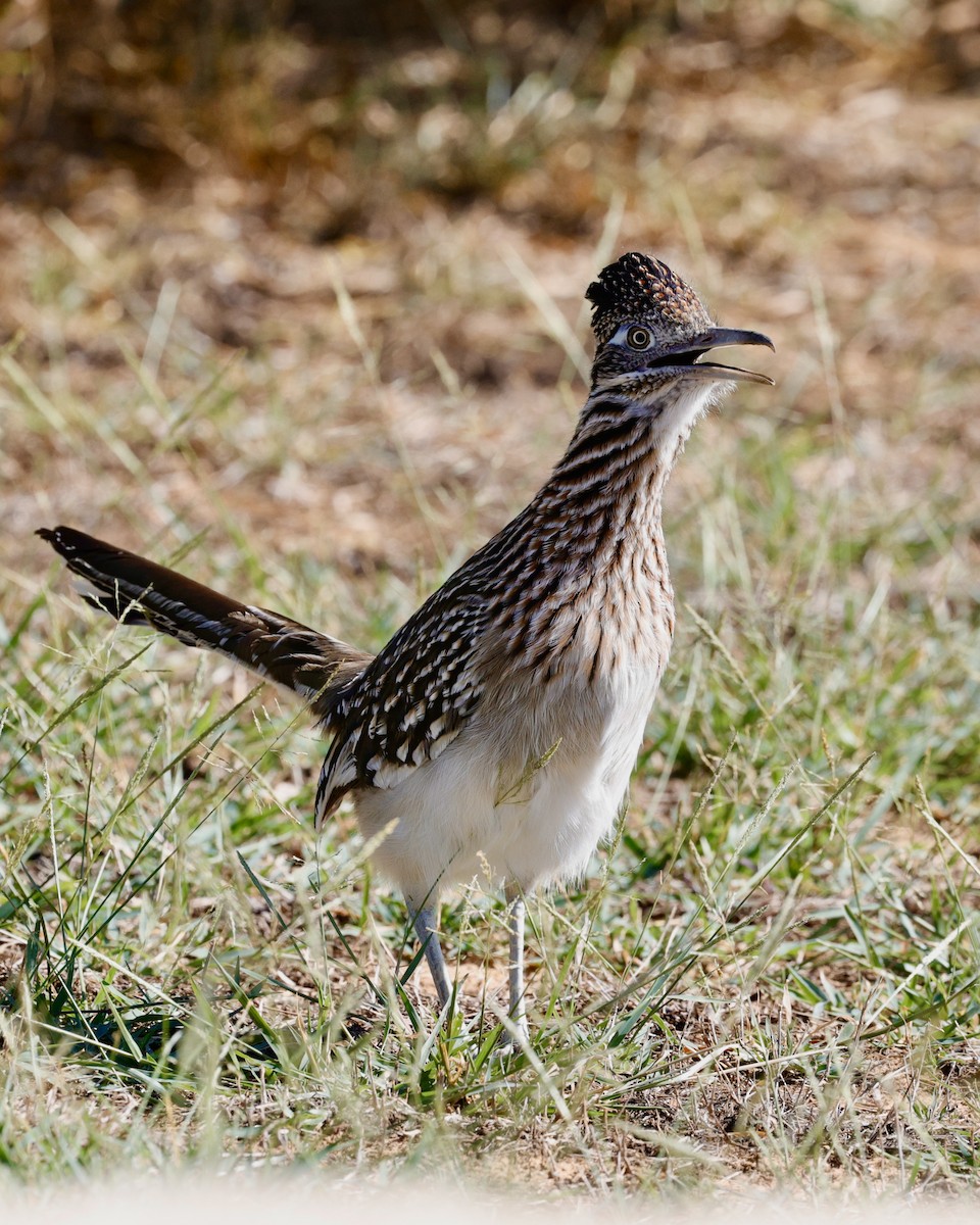 Greater Roadrunner - ML645223589