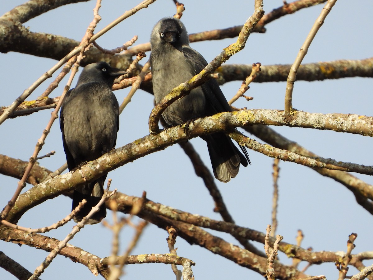Eurasian Jackdaw - ML645223591