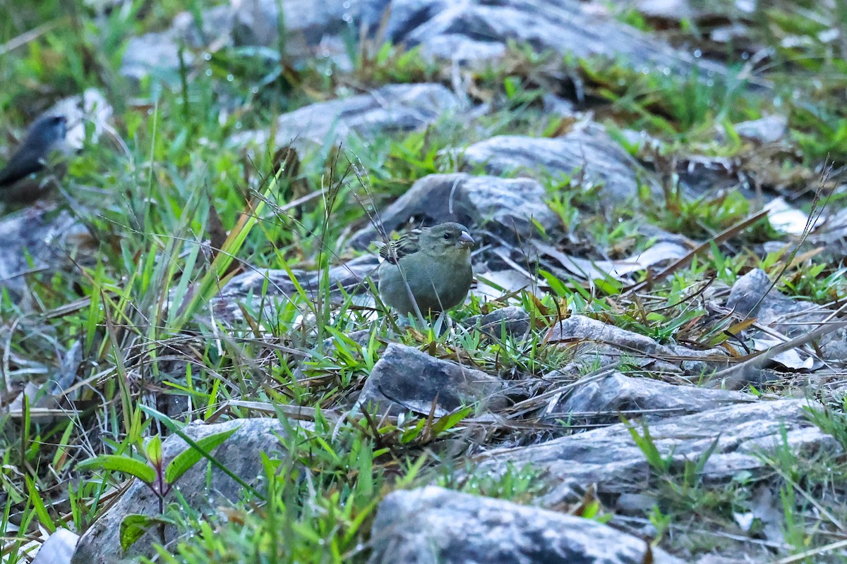 Red Fody - ML645223607