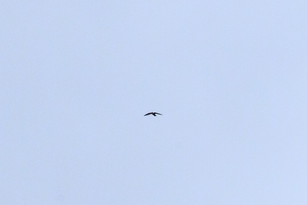 White-collared Swift - ML645223612