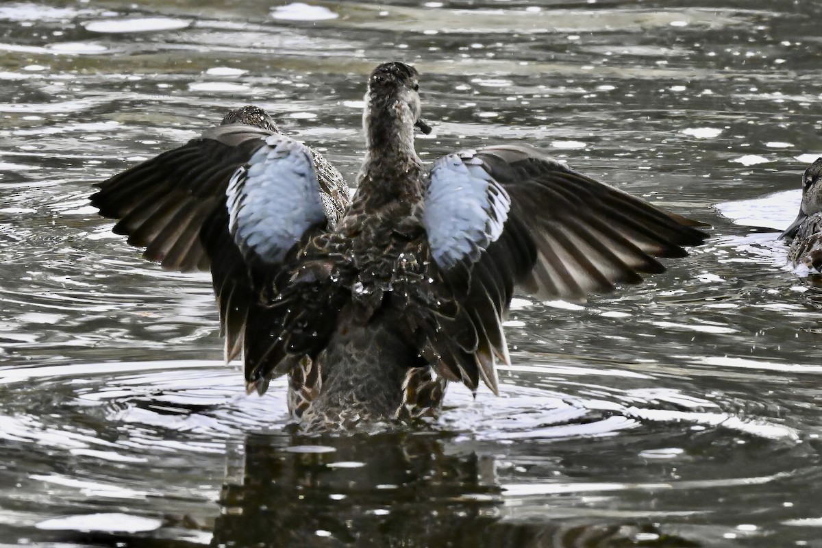 čírka modrokřídlá - ML645223618