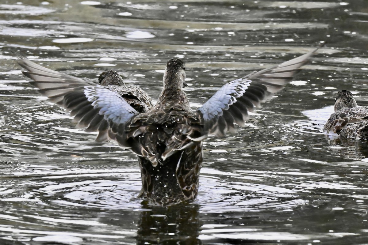 čírka modrokřídlá - ML645223619