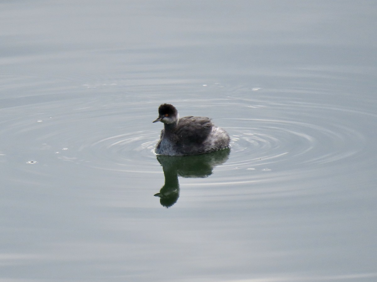 potápka černokrká - ML645223620