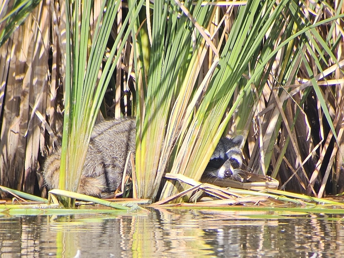 Procione - ML645223623