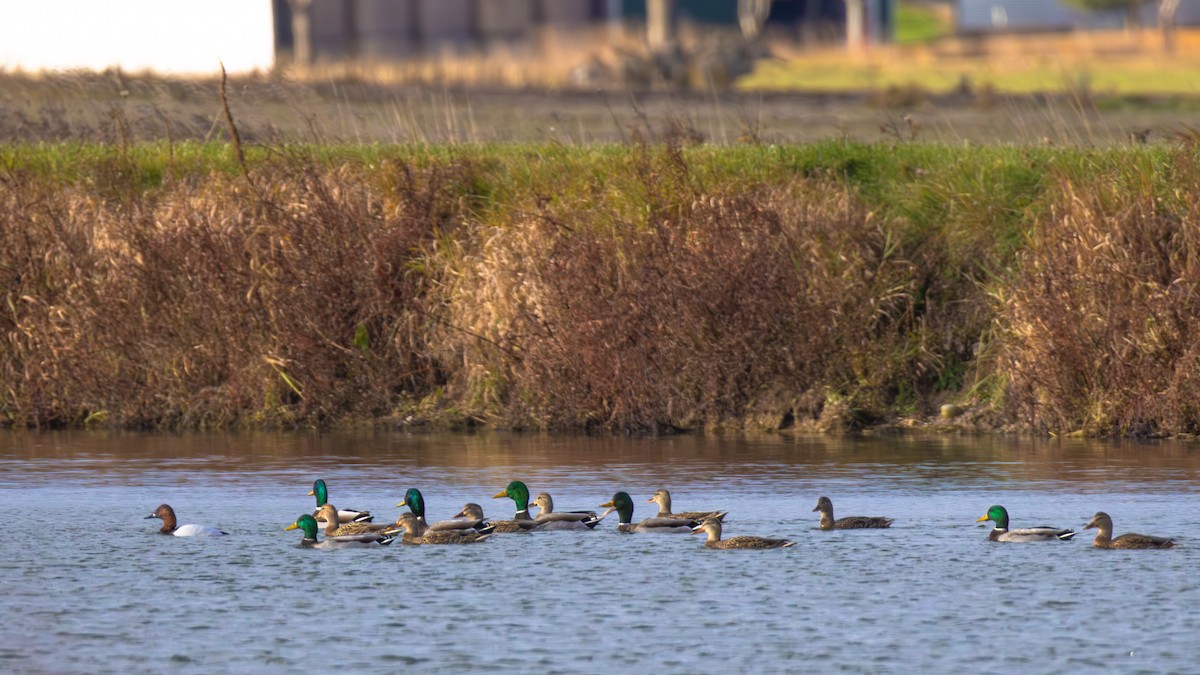 Canvasback - ML645223635