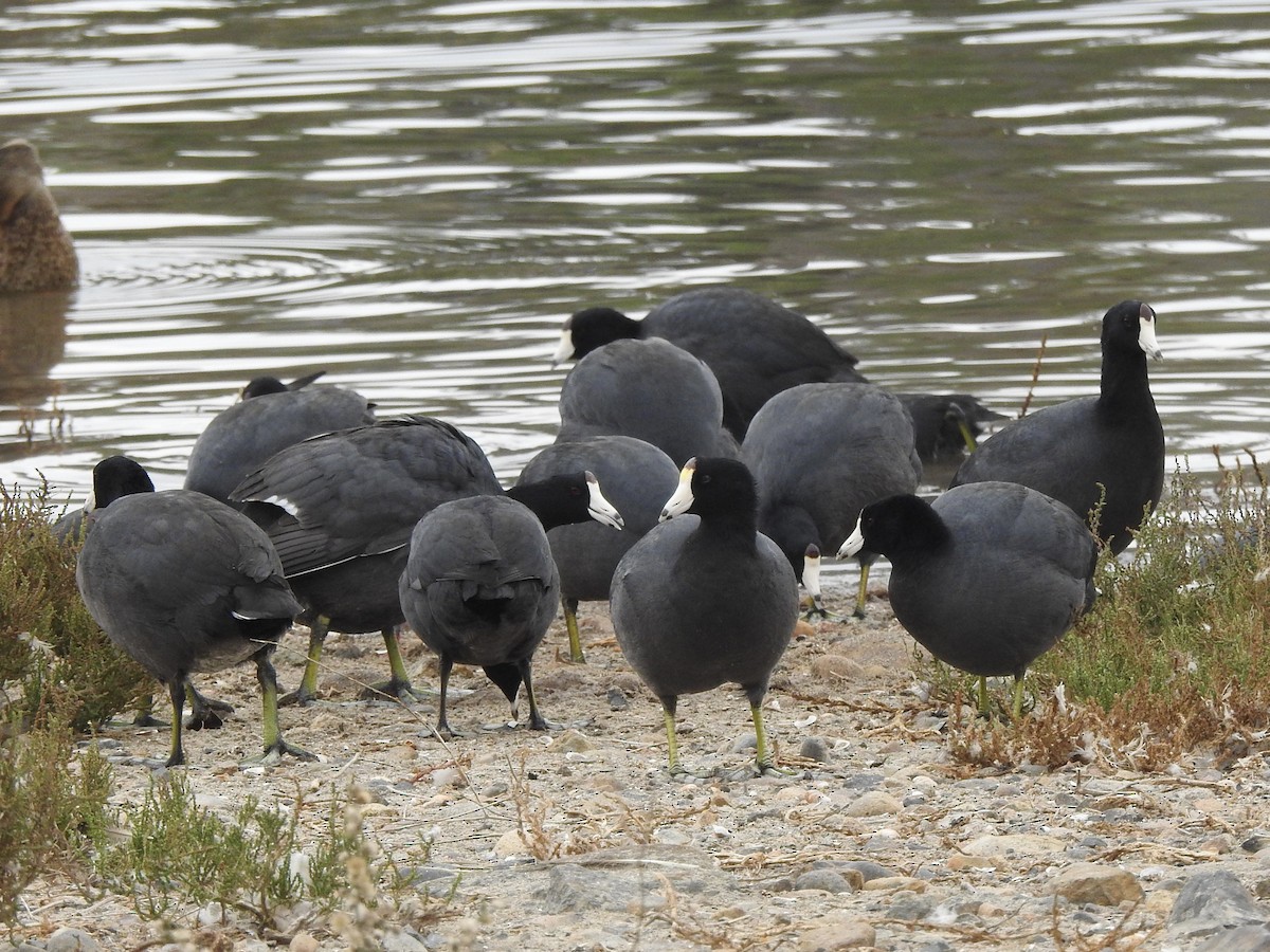 Foulque d'Amérique - ML645223637