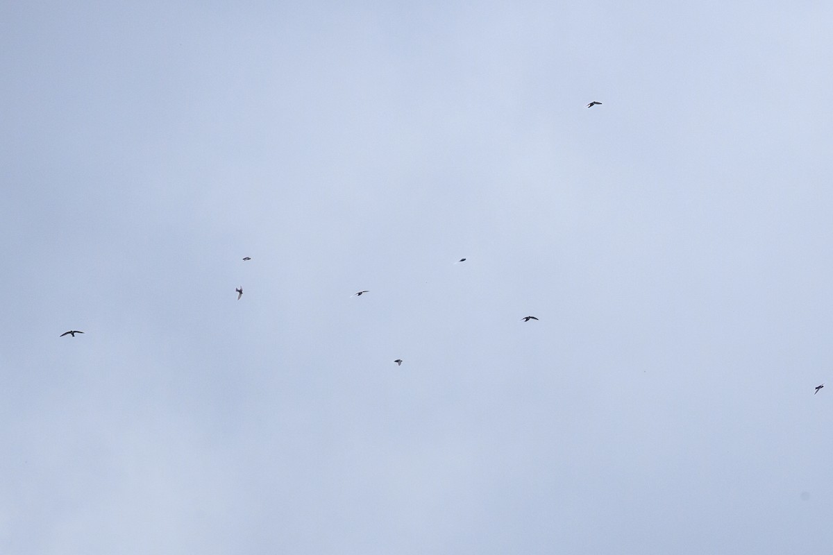 White-collared Swift - ML645223639