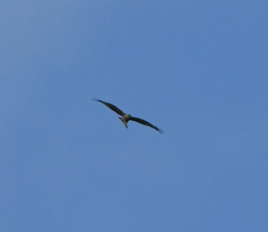 luňák červený (ssp. milvus) - ML645223641