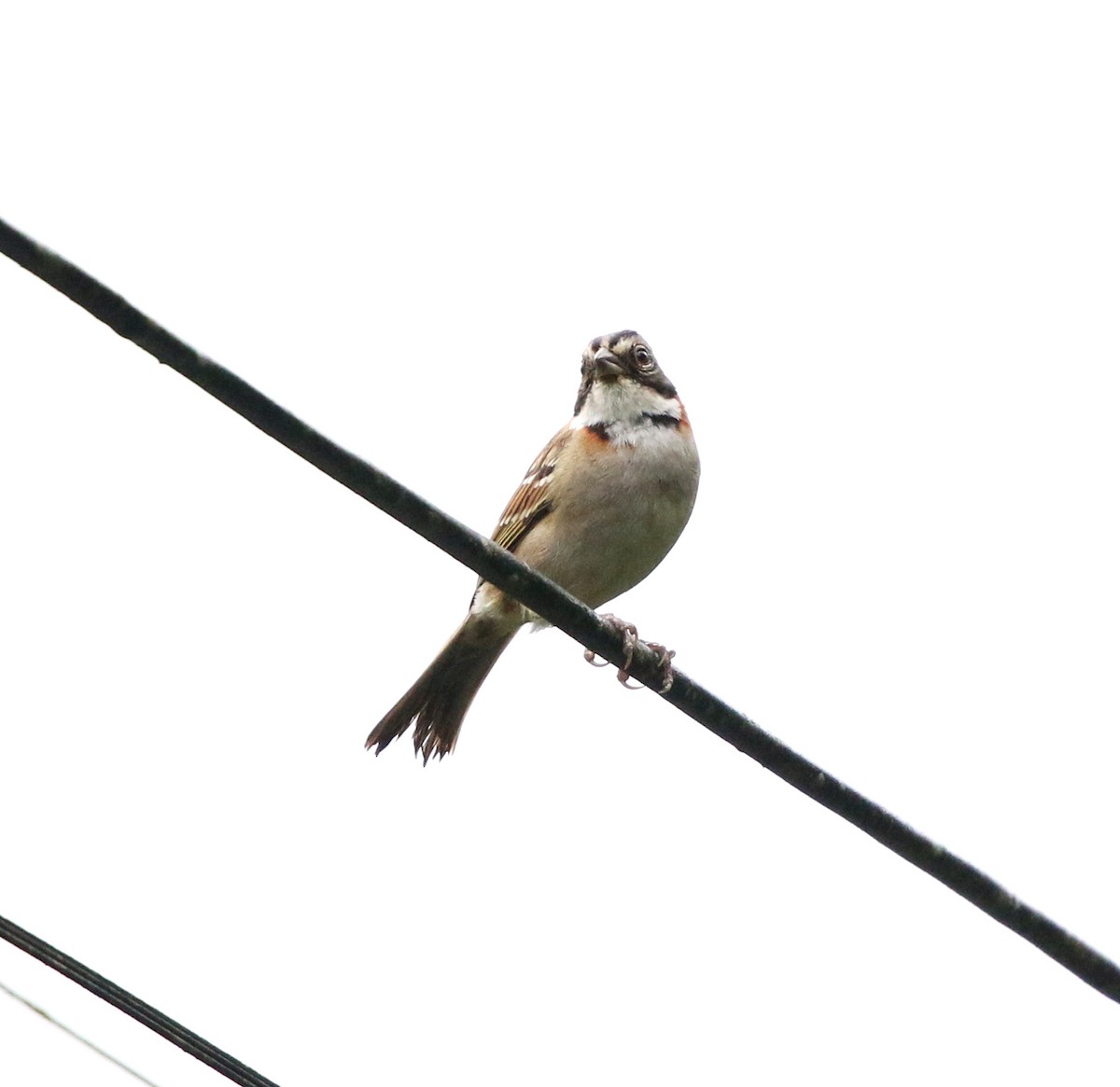 Morgenammer - ML645223645