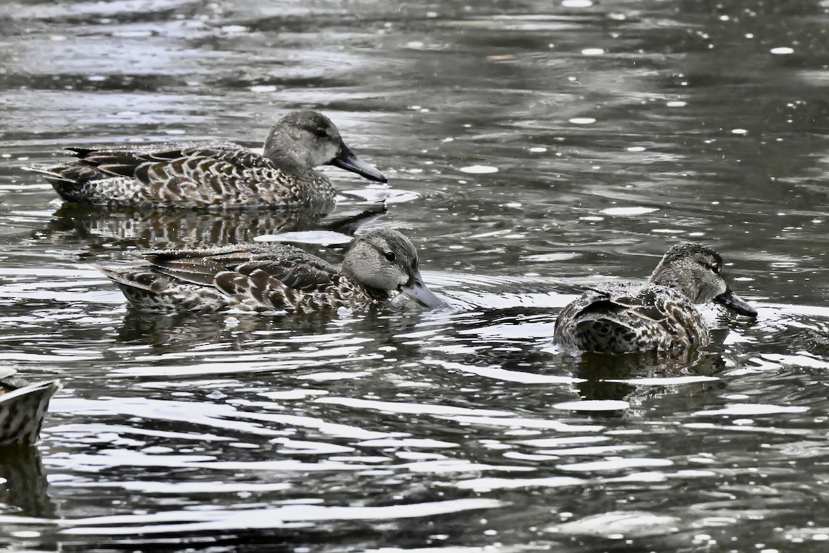 čírka modrokřídlá - ML645223647