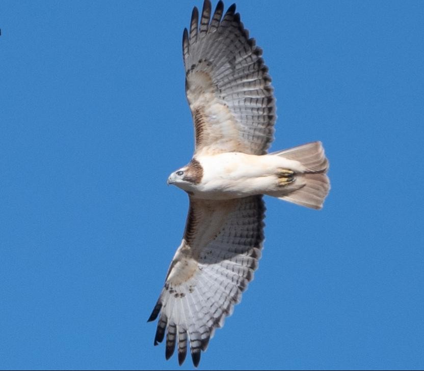 Red-tailed Hawk - ML645223660