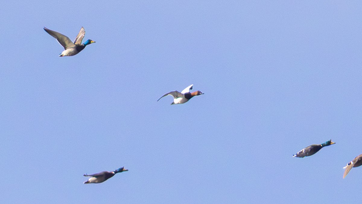 Canvasback - ML645223669