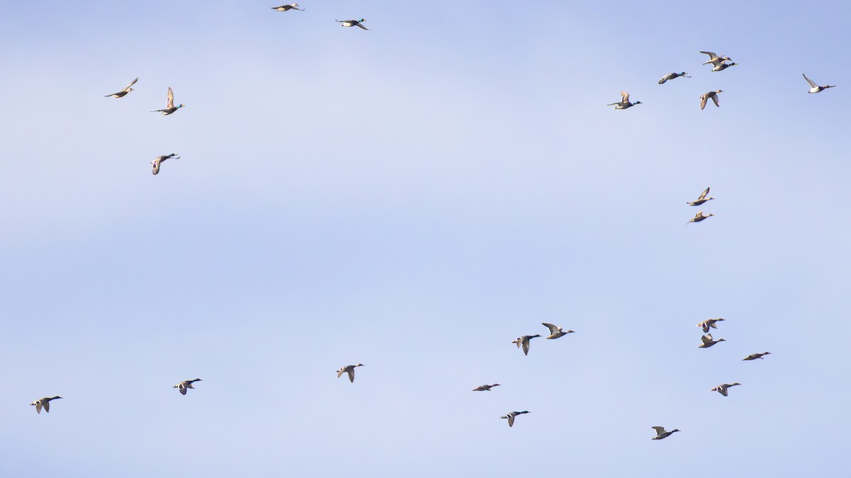 Mallard - ML645223678