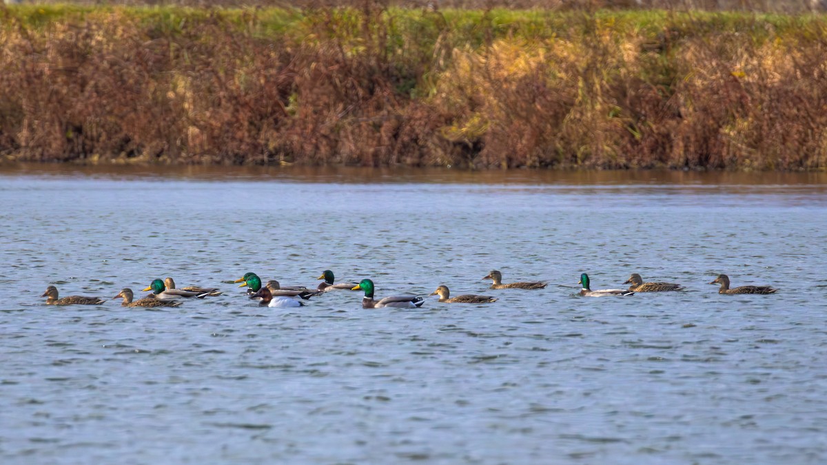 Mallard - ML645223679