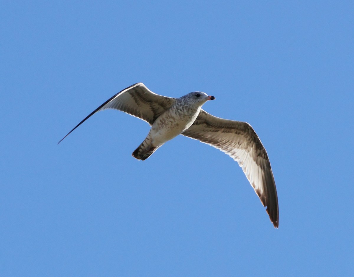 Ring-billed Gull - ML645223693