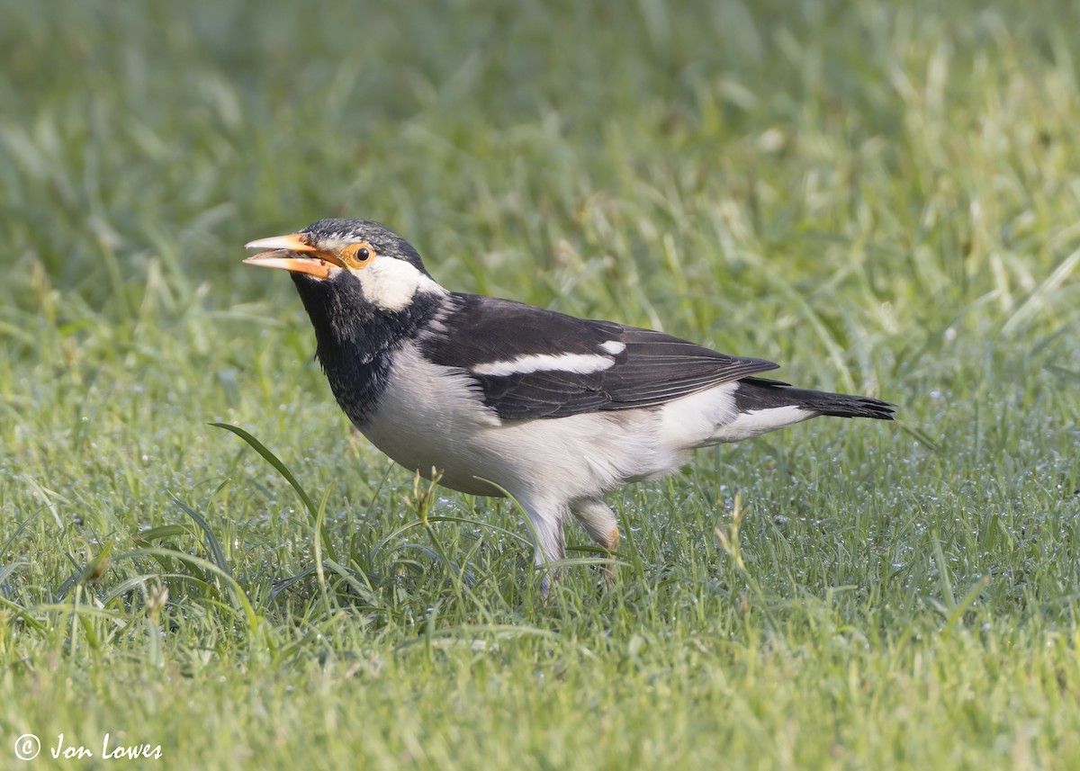 Indian Pied Starling - ML645223696