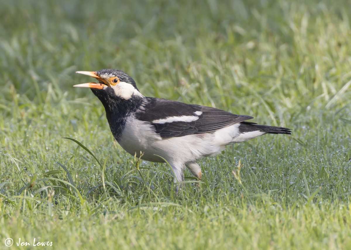 Indian Pied Starling - ML645223697