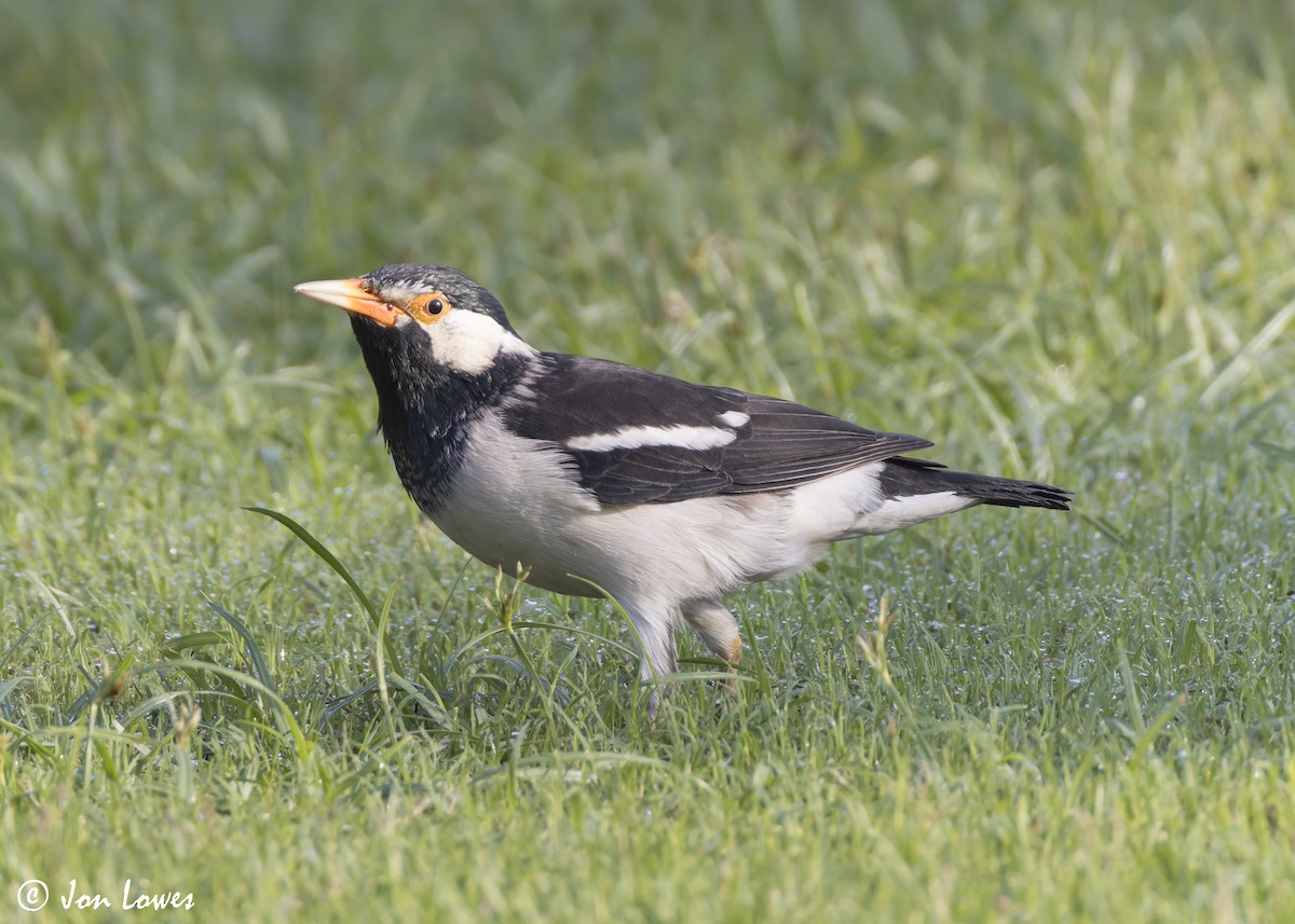 Indian Pied Starling - ML645223699