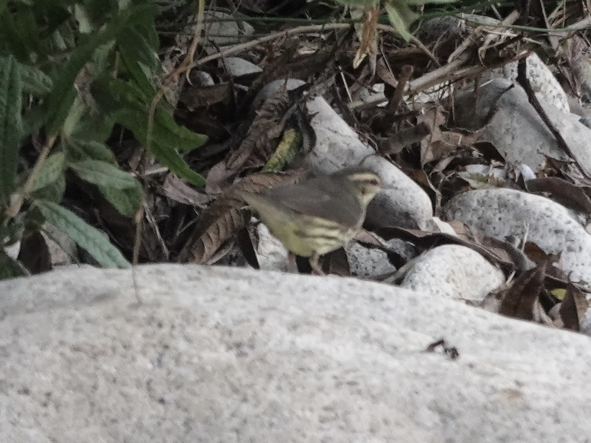 Northern Waterthrush - ML645223704