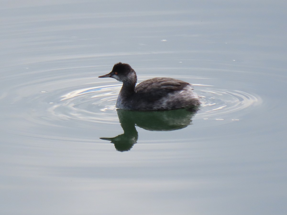 potápka černokrká - ML645223708