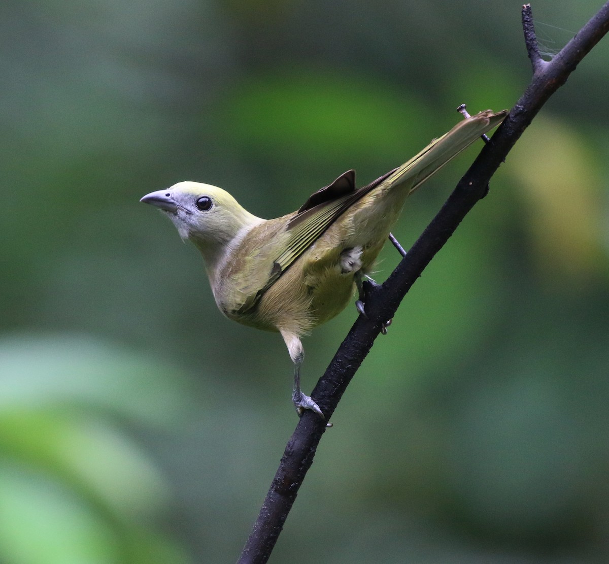 Tangara des palmiers - ML645223709
