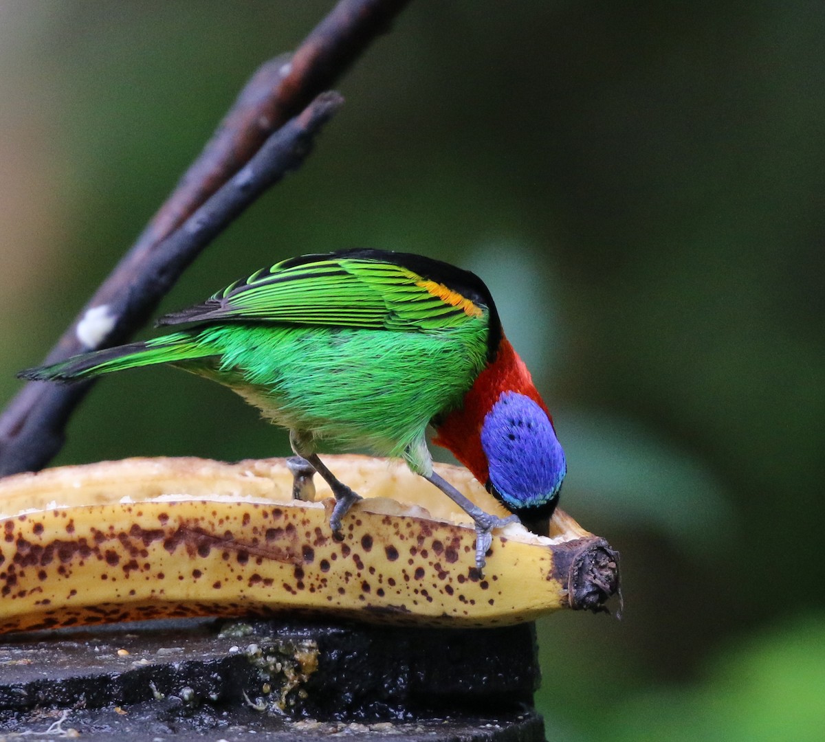 Red-necked Tanager - ML645223741