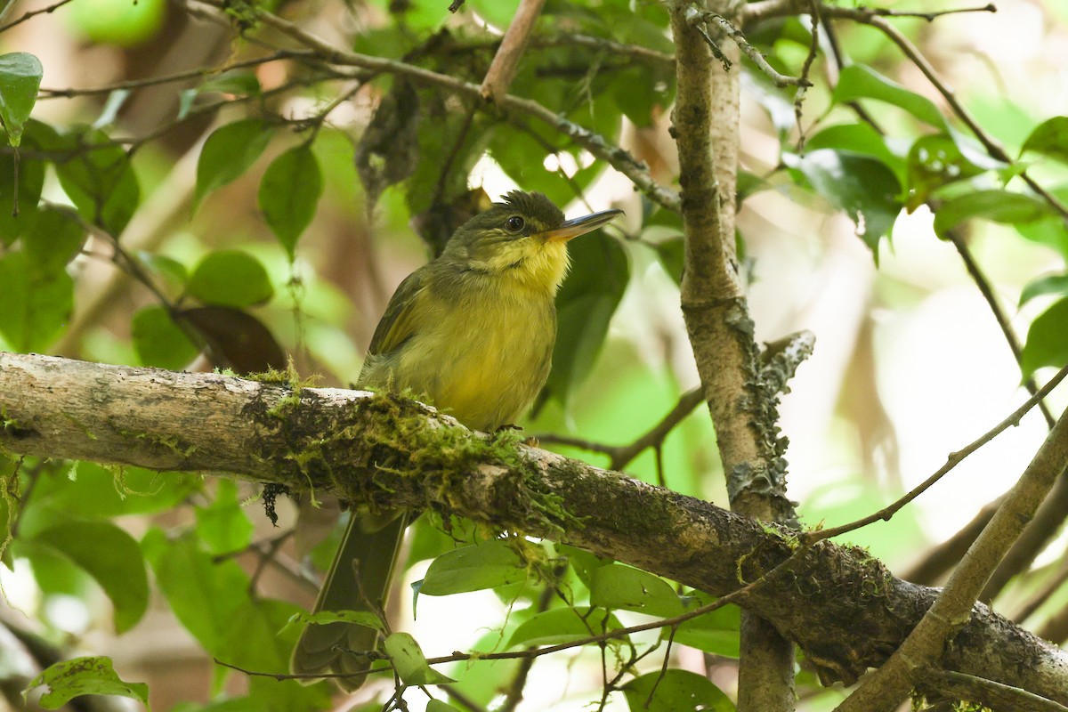 テトラカヒヨドリ - ML645223743