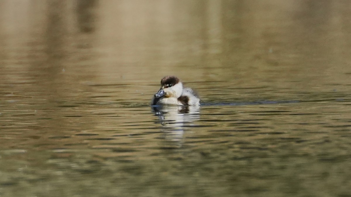 クロアカツクシガモ - ML645223744