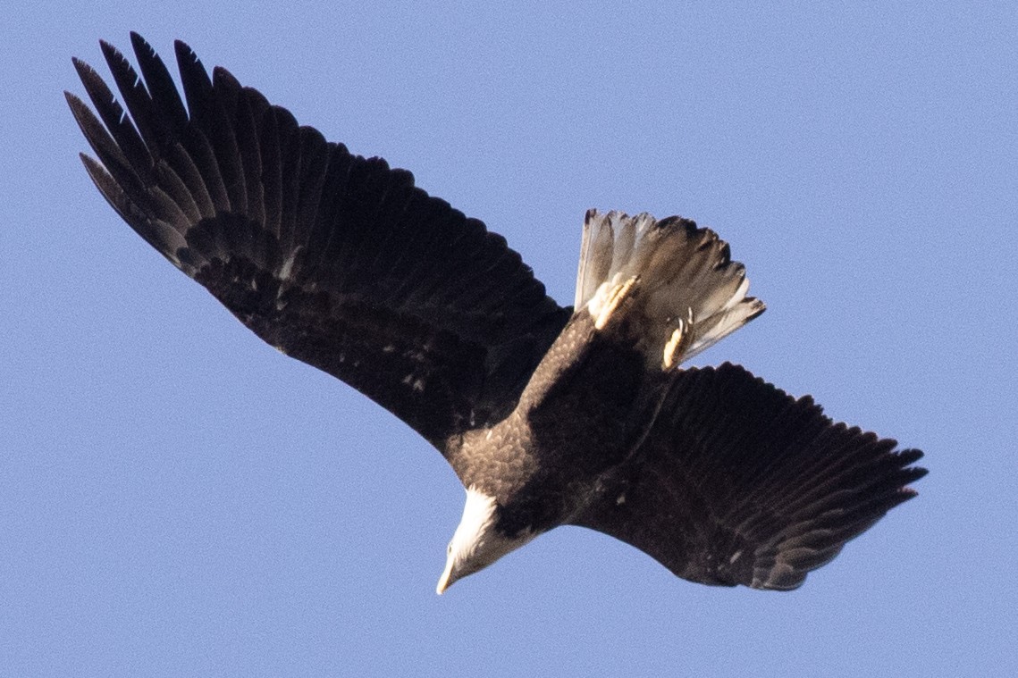 ハクトウワシ - ML645223747