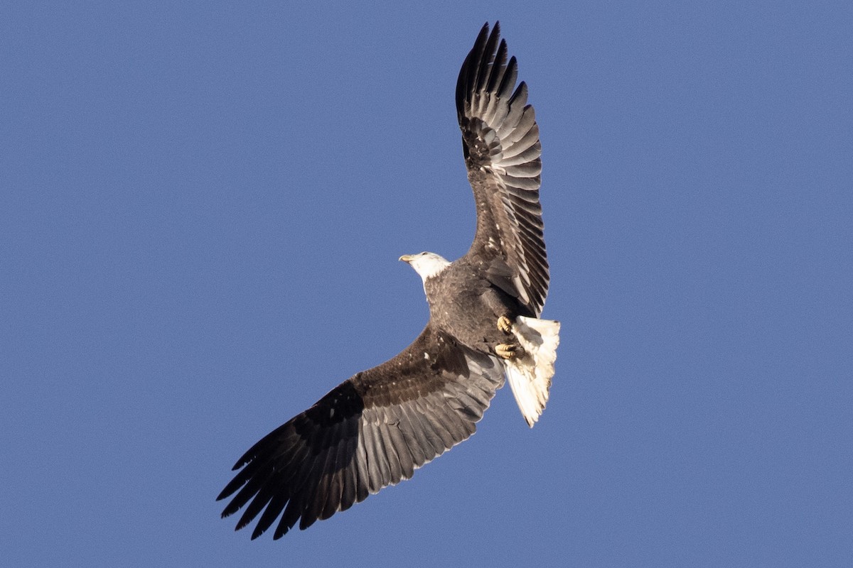 ハクトウワシ - ML645223749