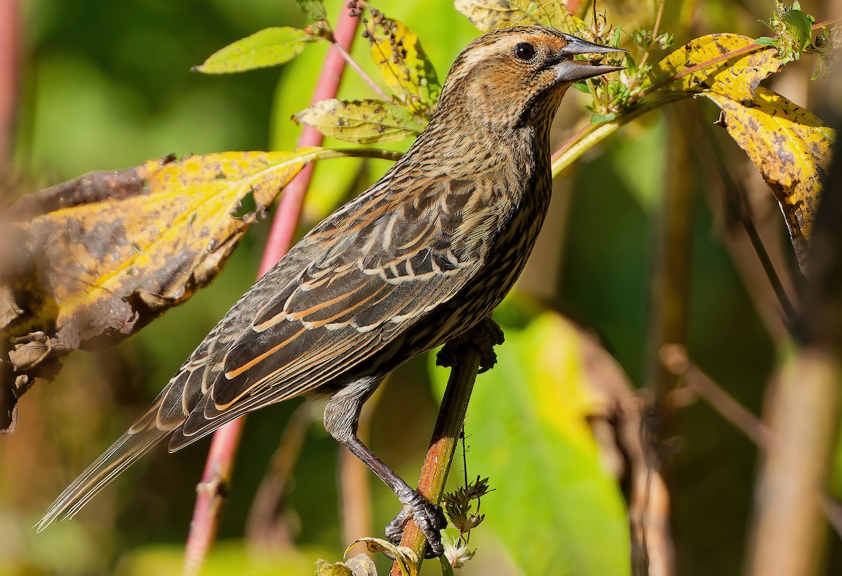 ハゴロモガラス - ML645223750