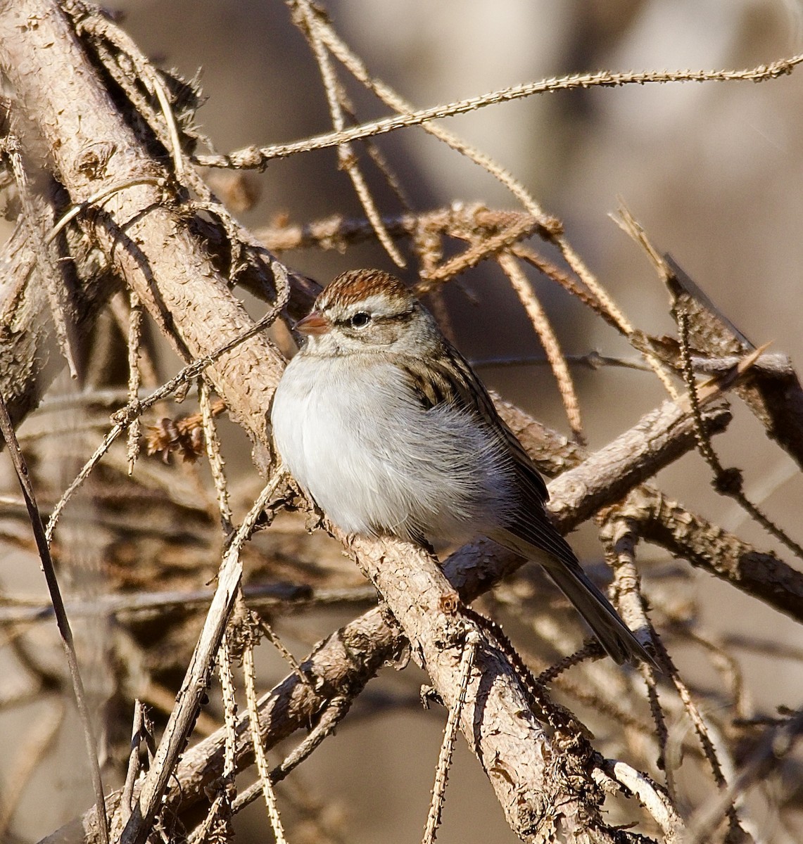 チャガシラヒメドリ - ML645223751