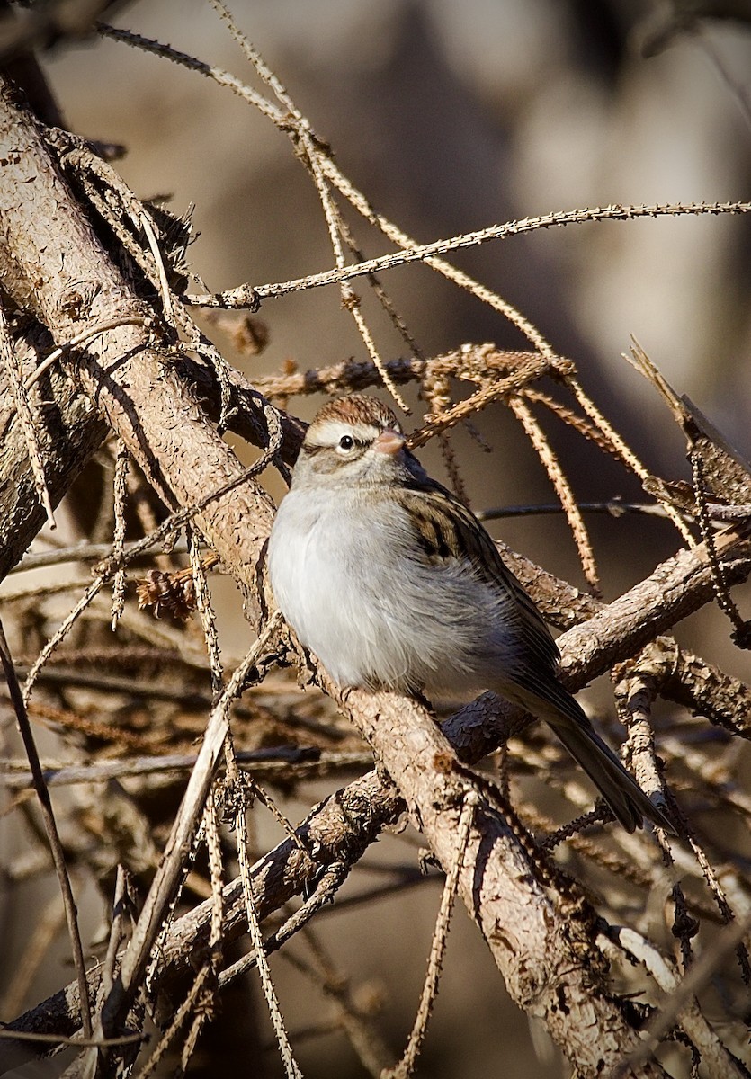 チャガシラヒメドリ - ML645223752