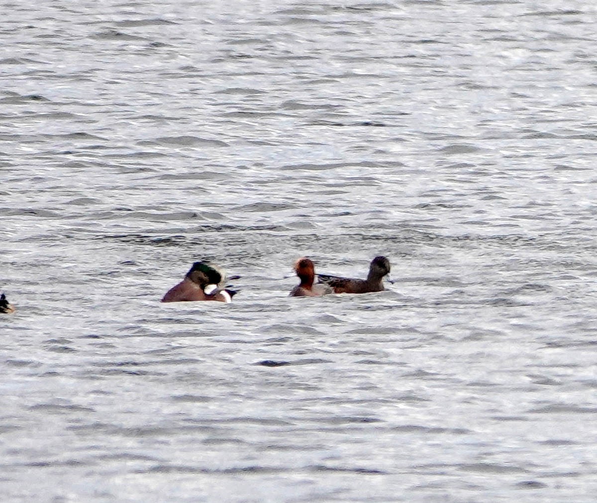 ヒドリガモ - ML645223753