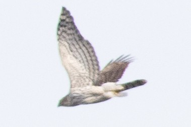 クーパーハイタカ - ML645223754