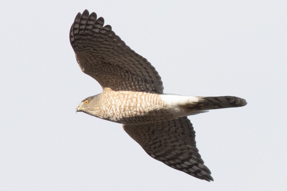 クーパーハイタカ - ML645223756