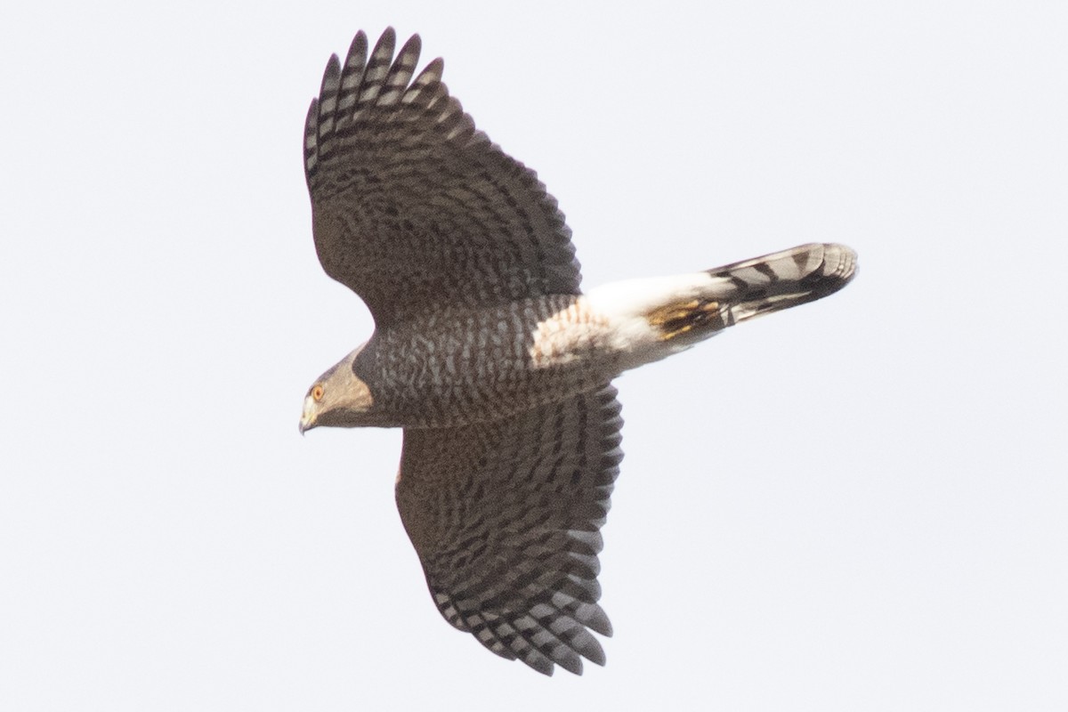 クーパーハイタカ - ML645223758