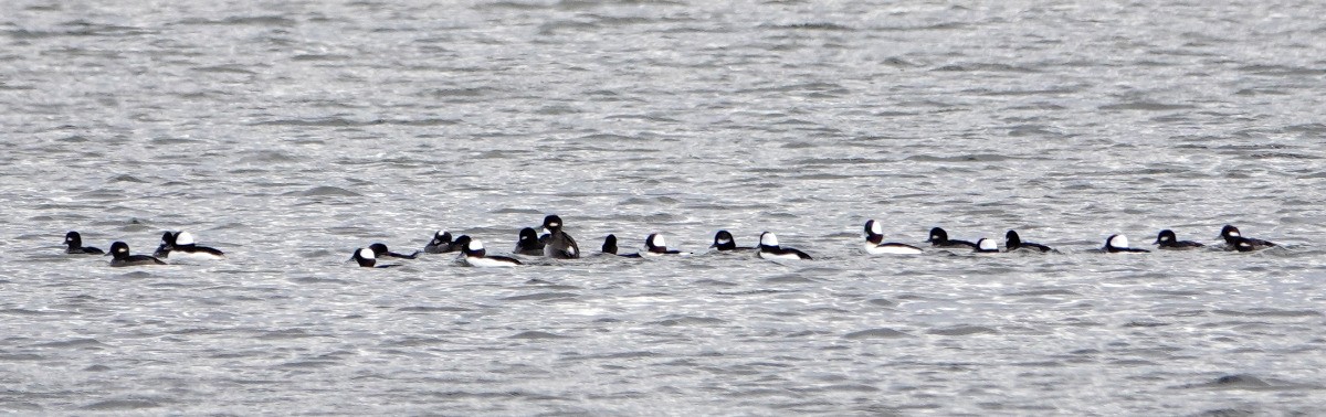 ヒメハジロ - ML645223761