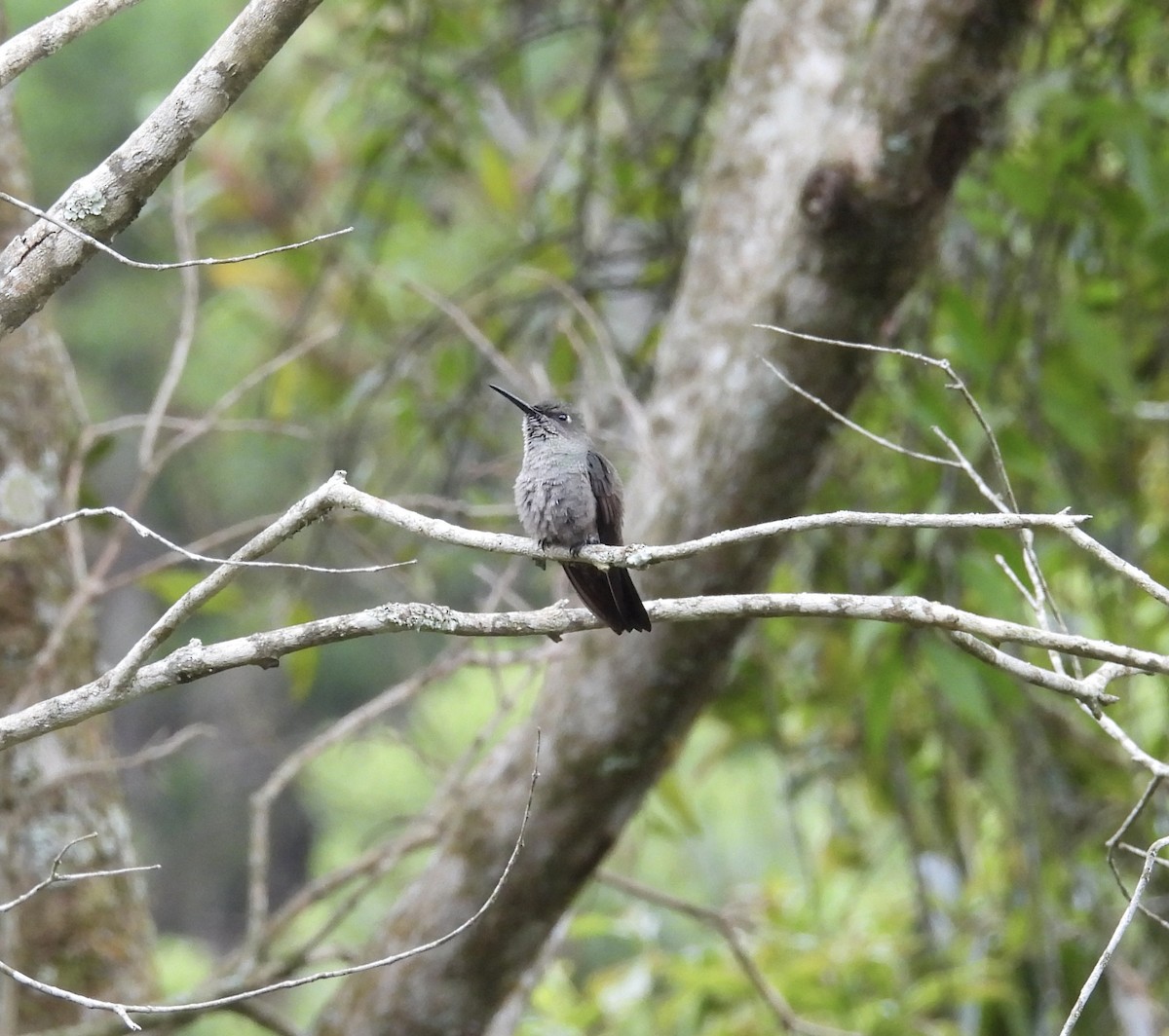 ウスグロハチドリ - ML645223762