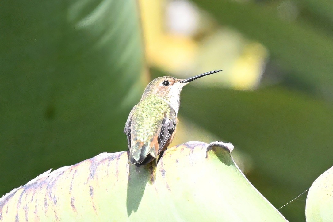 アレンハチドリ - ML645223764